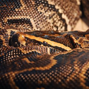 Hefei Wildlife Park - African rock python