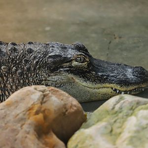 Hefei Wildlife Park - American alligator