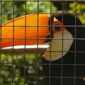 Toco toucan, April 2021