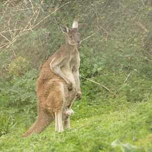 Western grey kangaroo, April 2021