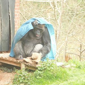 Gorilla, N'Dowe, checking the temperature, April 2021
