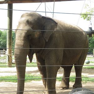 Asian Elephant