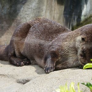 North American River Otter
