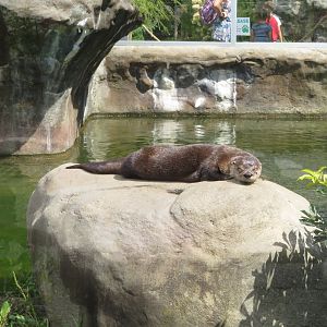 North American River Otter