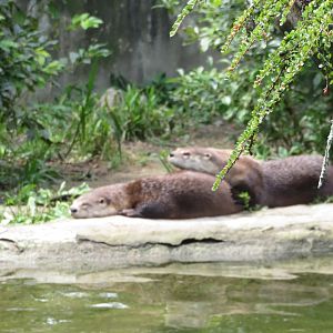 North American River Otter