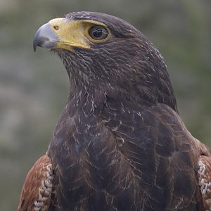 Harris hawk