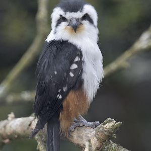 Collared falconet