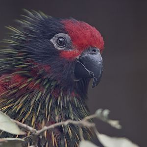 Yellow-streaked lory