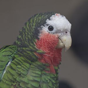 Cuban amazon