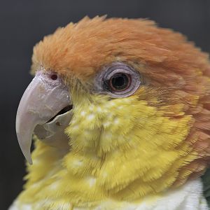 Yellow-thighed caique