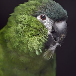 Hahn's macaw