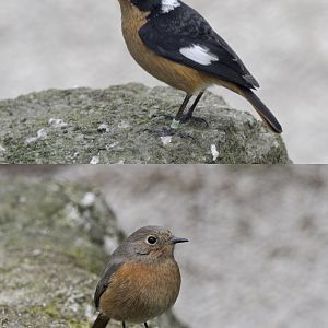 Moussier's redstarts