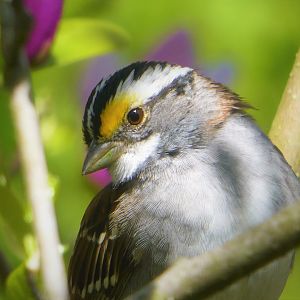 White-throated Sparrow