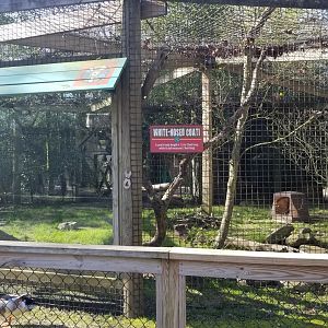 Cohanzick Zoo - White-nosed coati