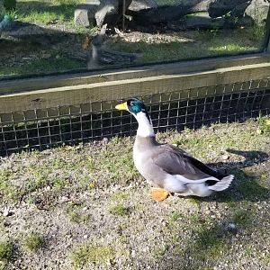 Cohanzick Zoo - Duck