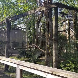 Cohanzick Zoo - Unsigned hawk