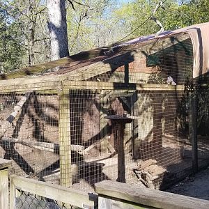 Cohanzick Zoo - Pigeon species id?