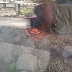 Cohanzick Zoo - Leopard tortoise