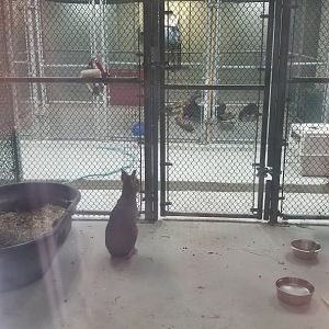 Cohanzick Zoo - Patagonian mara, lowland paca