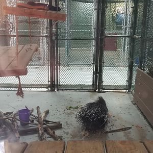 Cohanzick Zoo - African crested porcupine