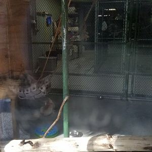 Cohanzick Zoo - Fennec fox, blue & gold macaw, moluccan cockatoo