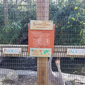 Cohanzick Zoo - Sandhill crane, sign example