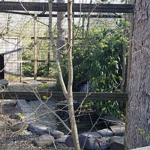 Cohanzick Zoo - Sandhill crane