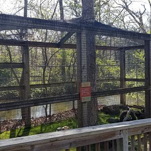 Cohanzick Zoo - Fennec fox