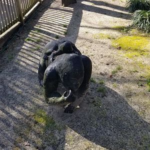 Cohanzick Zoo - Another gorilla statue