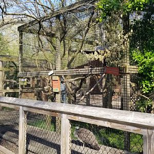 Cohanzick Zoo - Red-tailed hawk