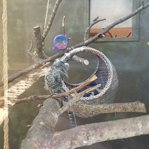 Cohanzick Zoo - Common marmoset