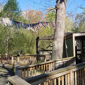 Cohanzick Zoo - Path, with lowland paca and common marmoset on right
