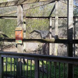 Cohanzick Zoo - Lowland paca