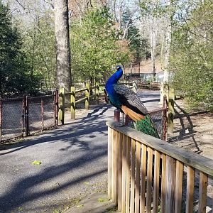 Cohanzick Zoo - Peacock