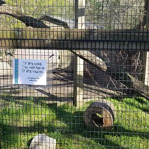 Cohanzick Zoo - Lowland paca