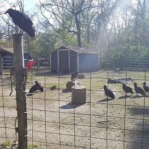 Cohanzick Zoo - Pot-bellied pig