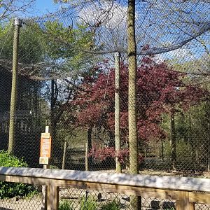 Cohanzick Zoo - Cougar