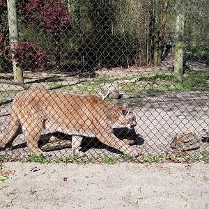 Cohanzick Zoo - Cougar