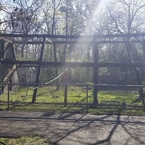 Cohanzick Zoo - Ring-tailed lemur