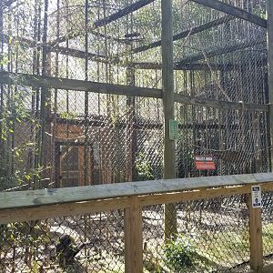 Cohanzick Zoo - Mueller's gibbon