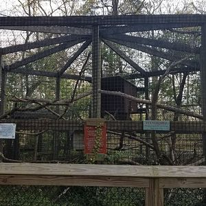 Cohanzick Zoo - Moluccan cockatoo