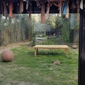 Cohanzick Zoo - Tiger viewing #2