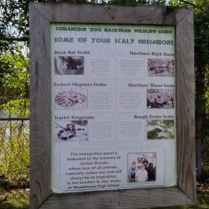 Cohanzick Zoo - Local snakes