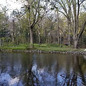 Cohanzick Zoo - Asiatic black bear