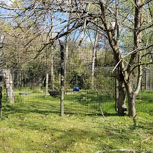 Cohanzick Zoo - Asiatic black bear