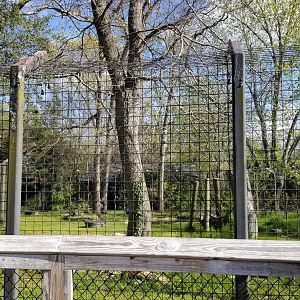 Cohanzick Zoo - Asiatic black bear