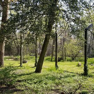 Cohanzick Zoo - Asiatic black bear