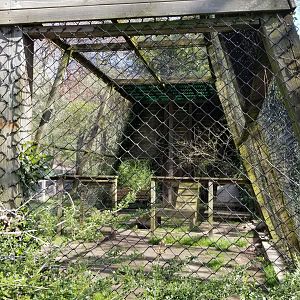 Cohanzick Zoo - Serval