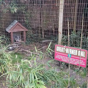 Cohanzick Zoo - Great horned owl