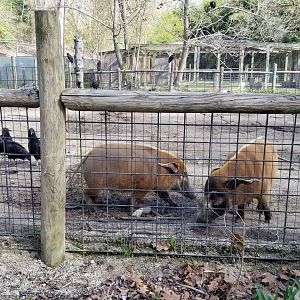 Cohanzick Zoo - Red river hogs